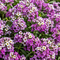 Lobularia Lavender Stream 140mm