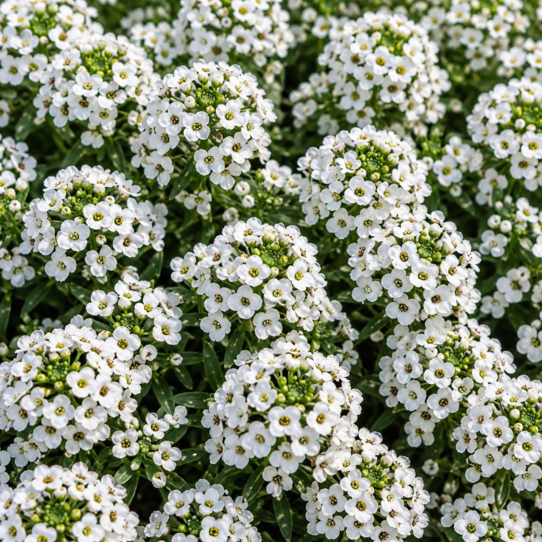 Lobularia White Stream 140mm