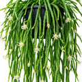 Rhipsalis Boliviana 270mm