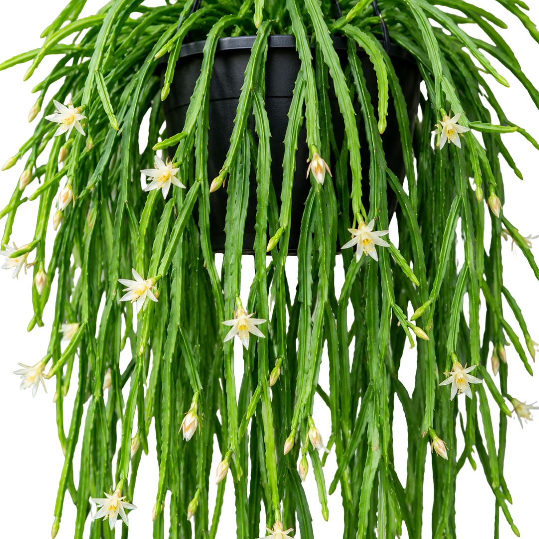Rhipsalis Boliviana 270mm
