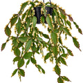 Rhipsalis Eliptica 270mm