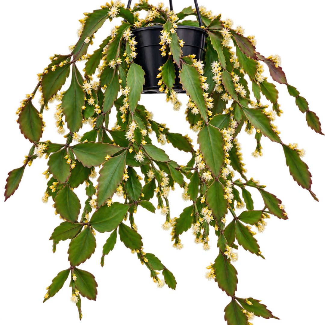 Rhipsalis Eliptica 270mm