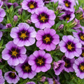 Calibrachoa Tik Tok Grape 140mm