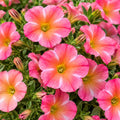 Petunia Supercal Coral Star 140mm