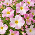 Petunia Supercal Pink Mist 140mm