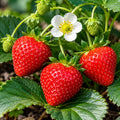 Strawberry Fresca 125mm