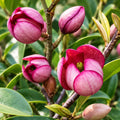 Michelia Port Wine Magnolia 140mm