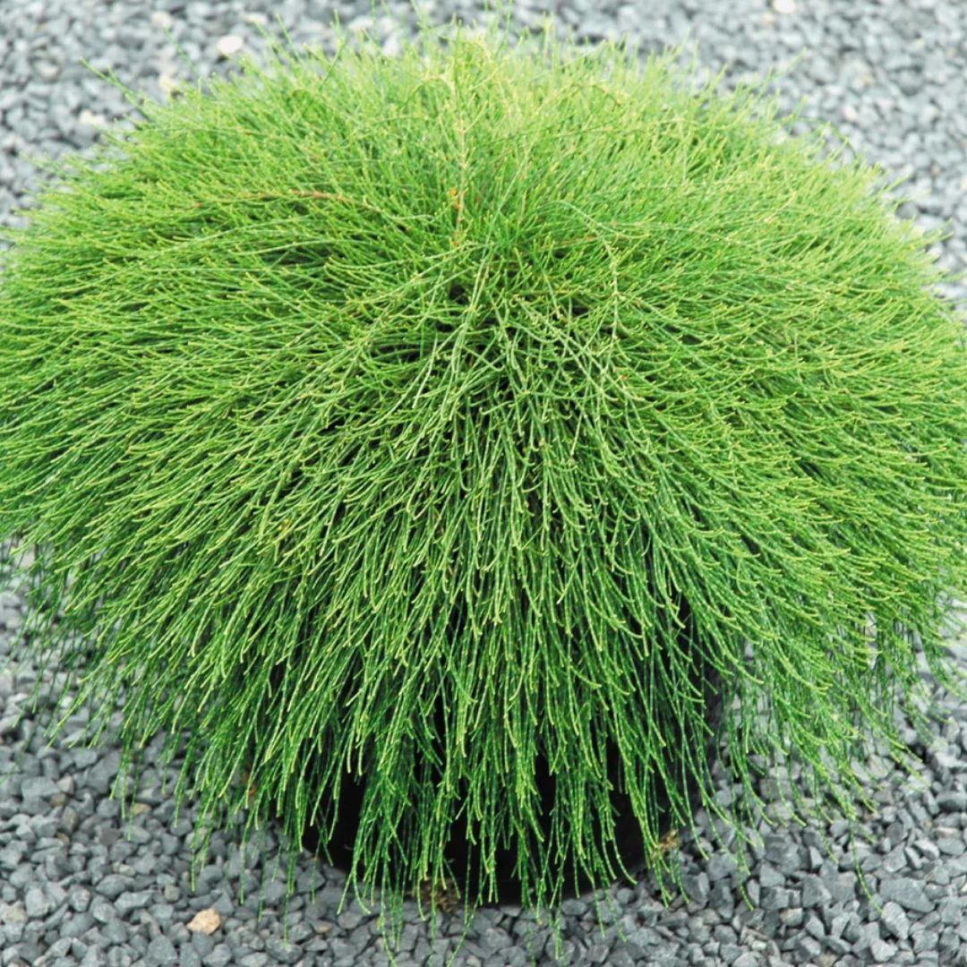 Casuarina Cousin It 200mm