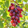 Vitis Vinifera Crimson Seedless 200mm