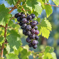 Vitis Vinifera Muscat Black 200mm
