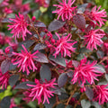 Loropetalum Plum Gorgeous 200mm