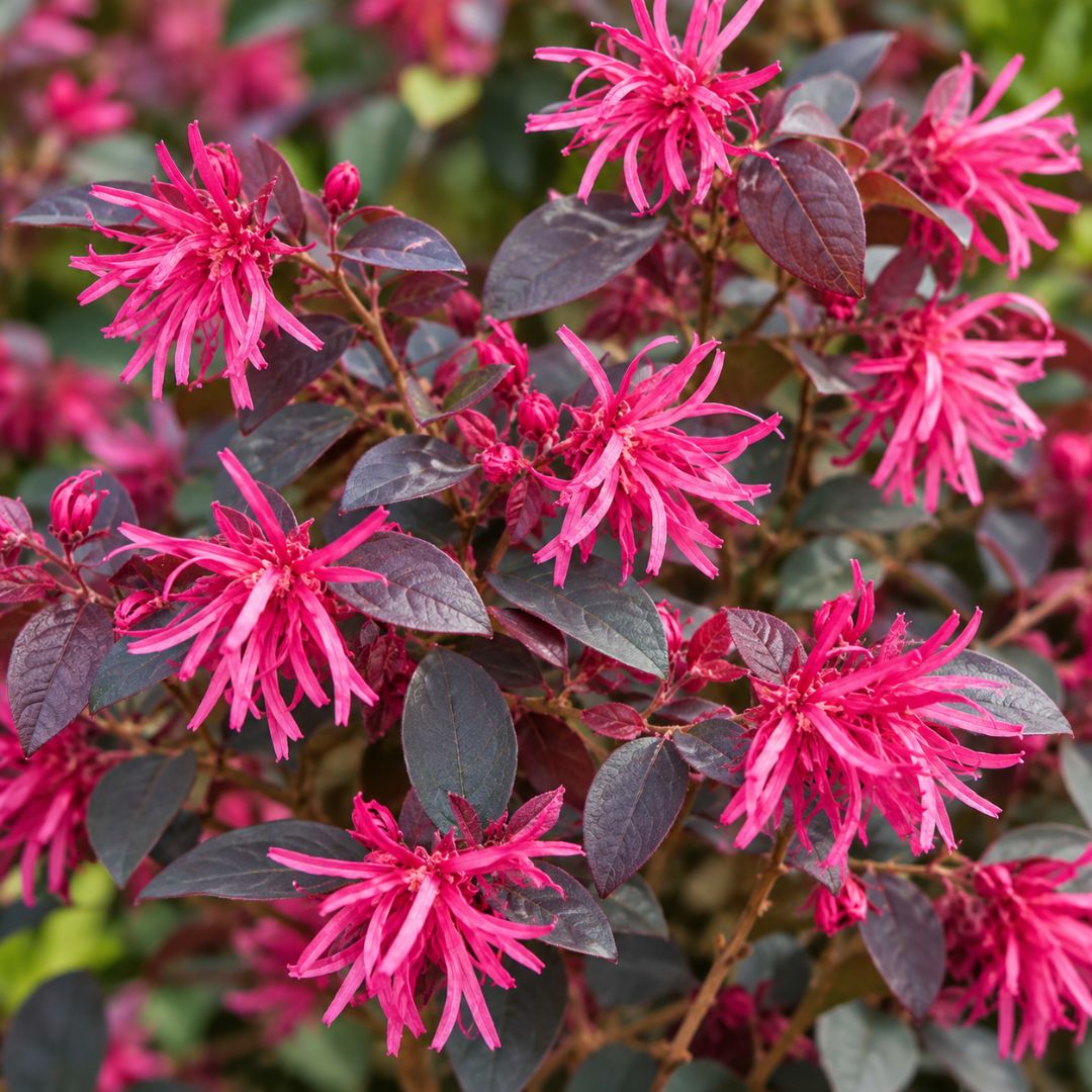 Loropetalum Plum Gorgeous 200mm