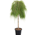 Casuarina Cousin Its Std 300mm