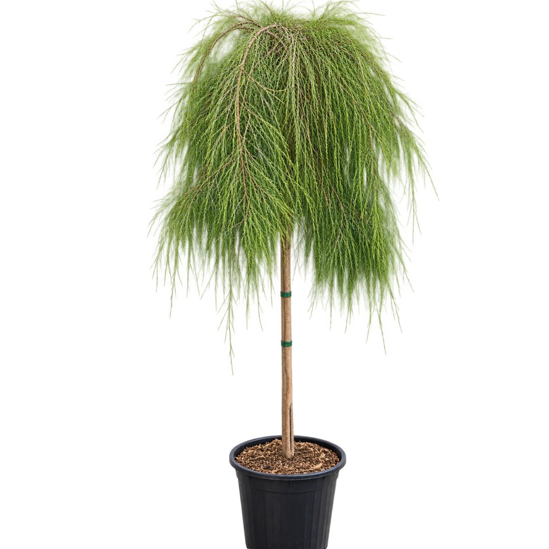 Casuarina Cousin Its Std 300mm