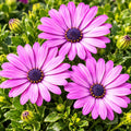 Osteospermum Margarita Cool Purple 140mm