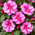 Sun Impatiens Purple Candy 140mm