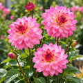 Dahlia Sincerity Rose Bicolour 140mm