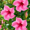 Mandevilla Sun Parasol Mauvelous 140mm
