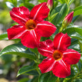 Mandevilla Sun Parasol Stars And Stripes 140mm