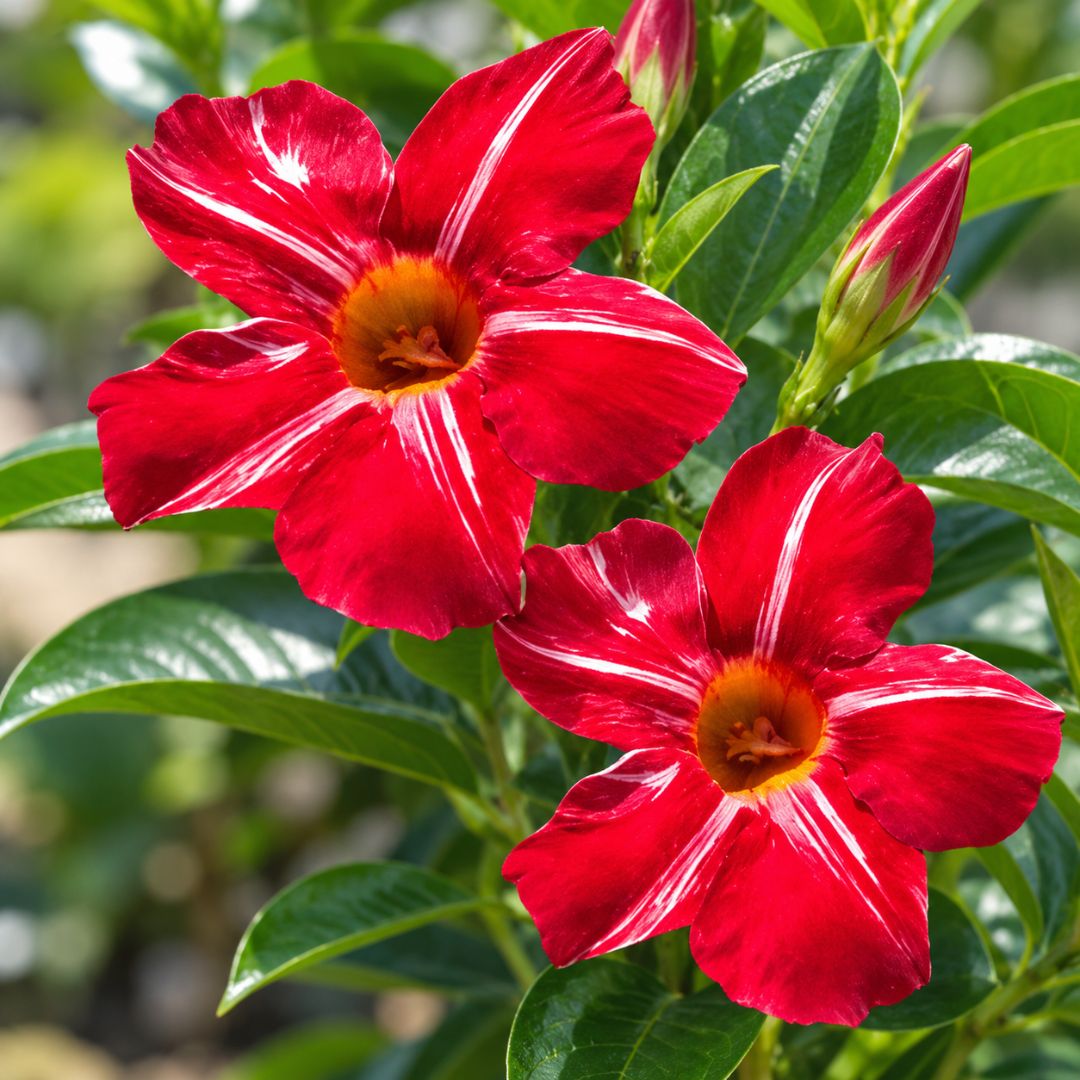 Mandevilla Sun Parasol Stars And Stripes 140mm