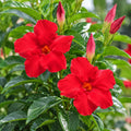 Mandevilla Red Romance 140mm