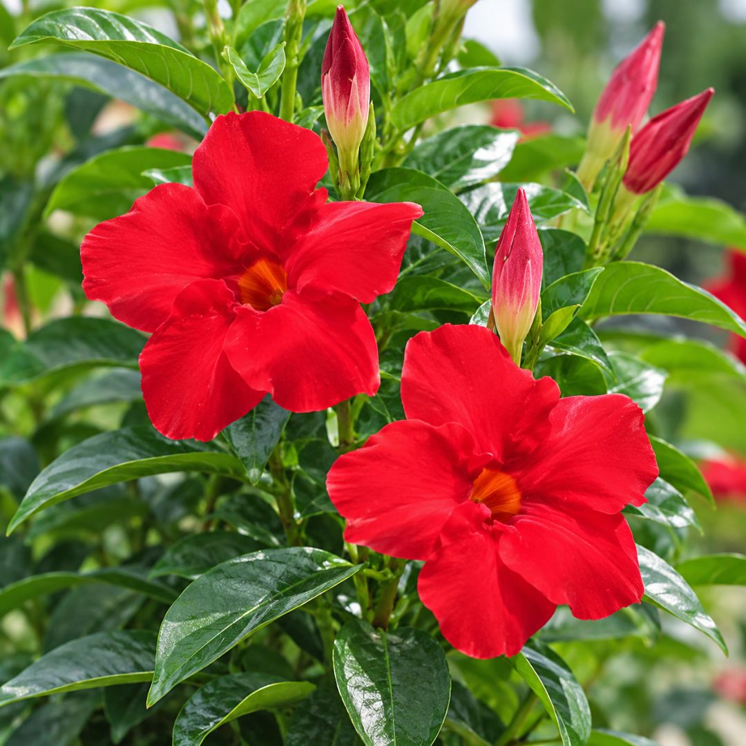 Mandevilla Red Romance 140mm