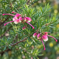 Grevillea Emma Charlotte 200mm