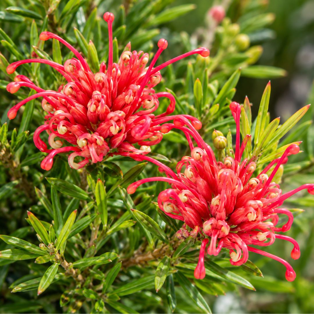 Grevillea Simply Stunning 200mm