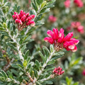 Grevillea Strawberry Smoothie 200mm