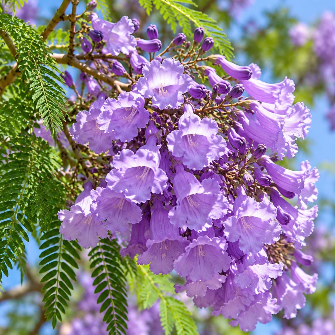 Jacarandah Mimosifolia 200mm