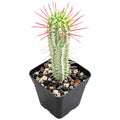 Euphorbia Variegata White Corn Cob 100mm