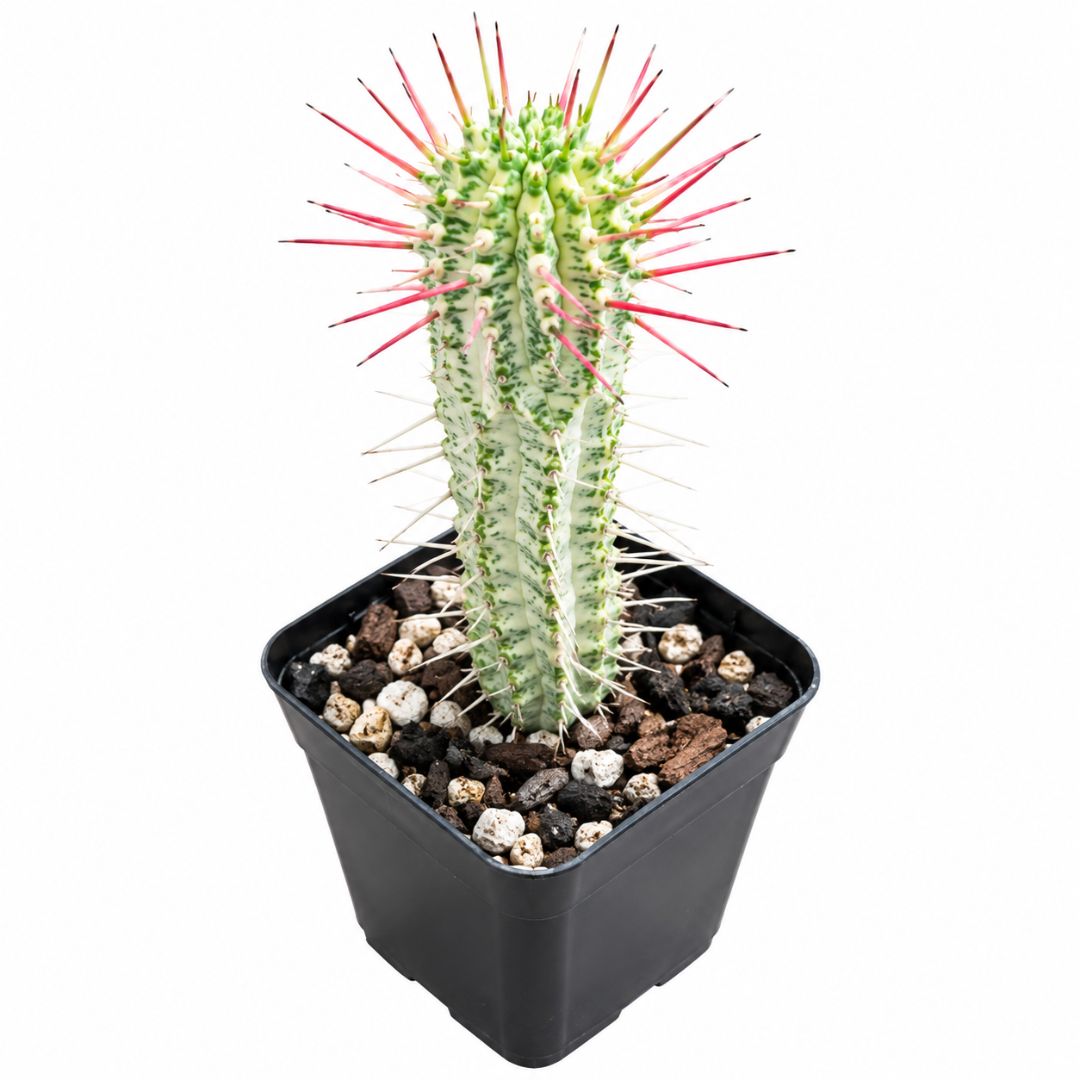 Euphorbia Variegata White Corn Cob 100mm