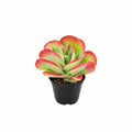 Kalanchoe Bronze Sculpture 100m