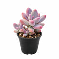 Pachyphytum Lavender Pebbles 100mm