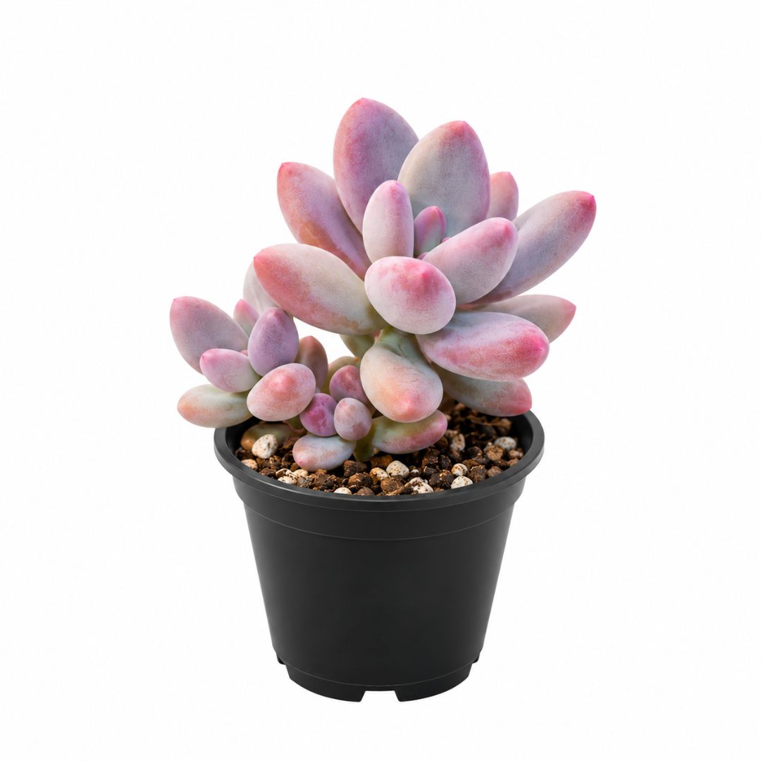 Pachyphytum Lavender Pebbles 100mm