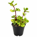 Portulacaria Afra Lge Leaf 100mm