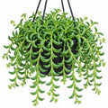 Senecio String Of Bananas 200hb