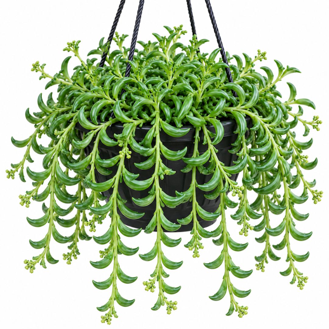 Senecio String Of Bananas 200hb