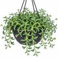 Senecio String Of Dolphins 200hb