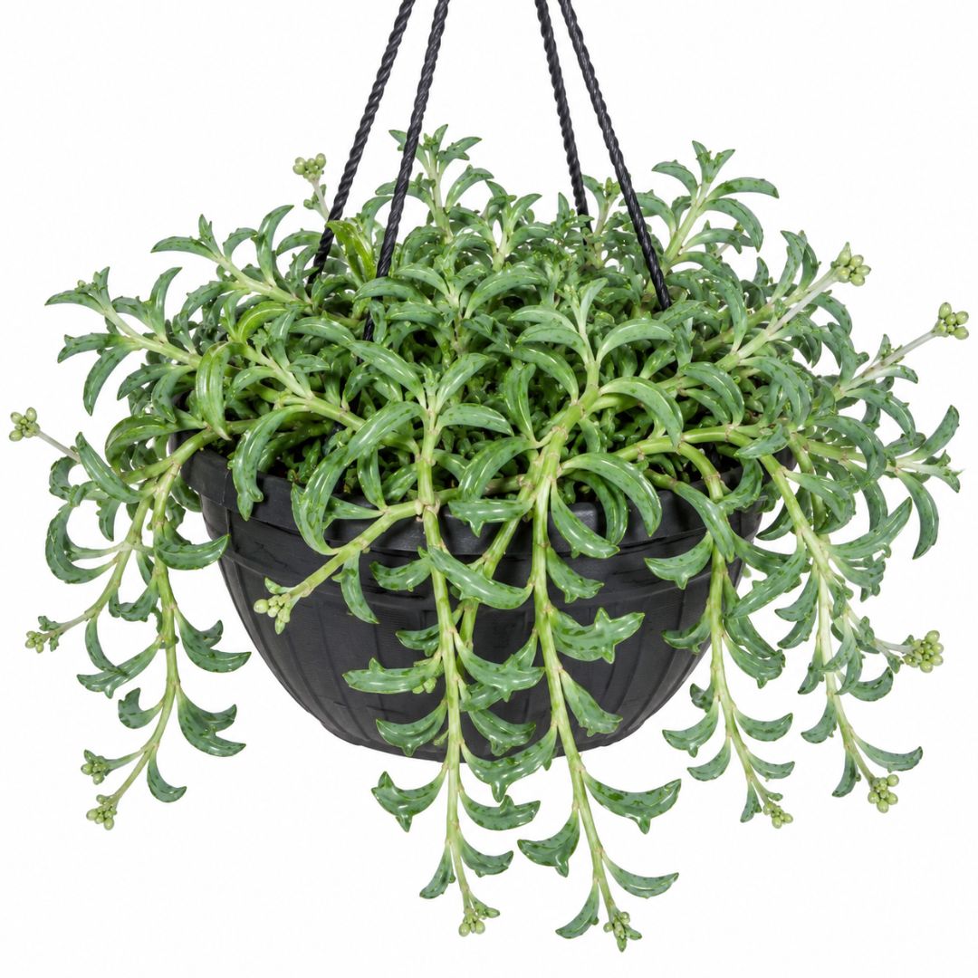 Senecio String Of Dolphins 200hb
