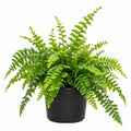 Nephrolepis Boston Fern 125mm