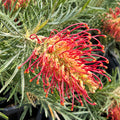 Grevillea Spirit Of Anzac 140mm