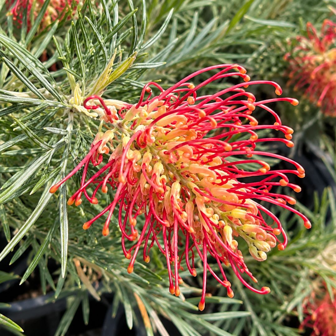 Grevillea Spirit Of Anzac 140mm