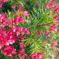 Grevillea  Rosmarinifolia Dwarf 140mm