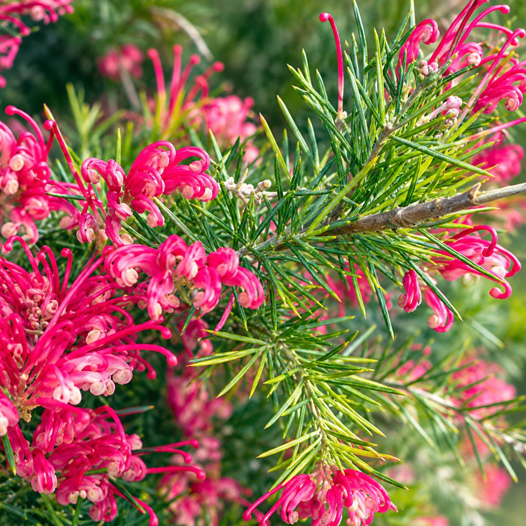 Grevillea  Rosmarinifolia Dwarf 140mm