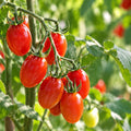 Tomato Grape 100mm