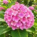 Hydrangea Pink 200mm