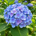 Hydrangea Blue 200mm