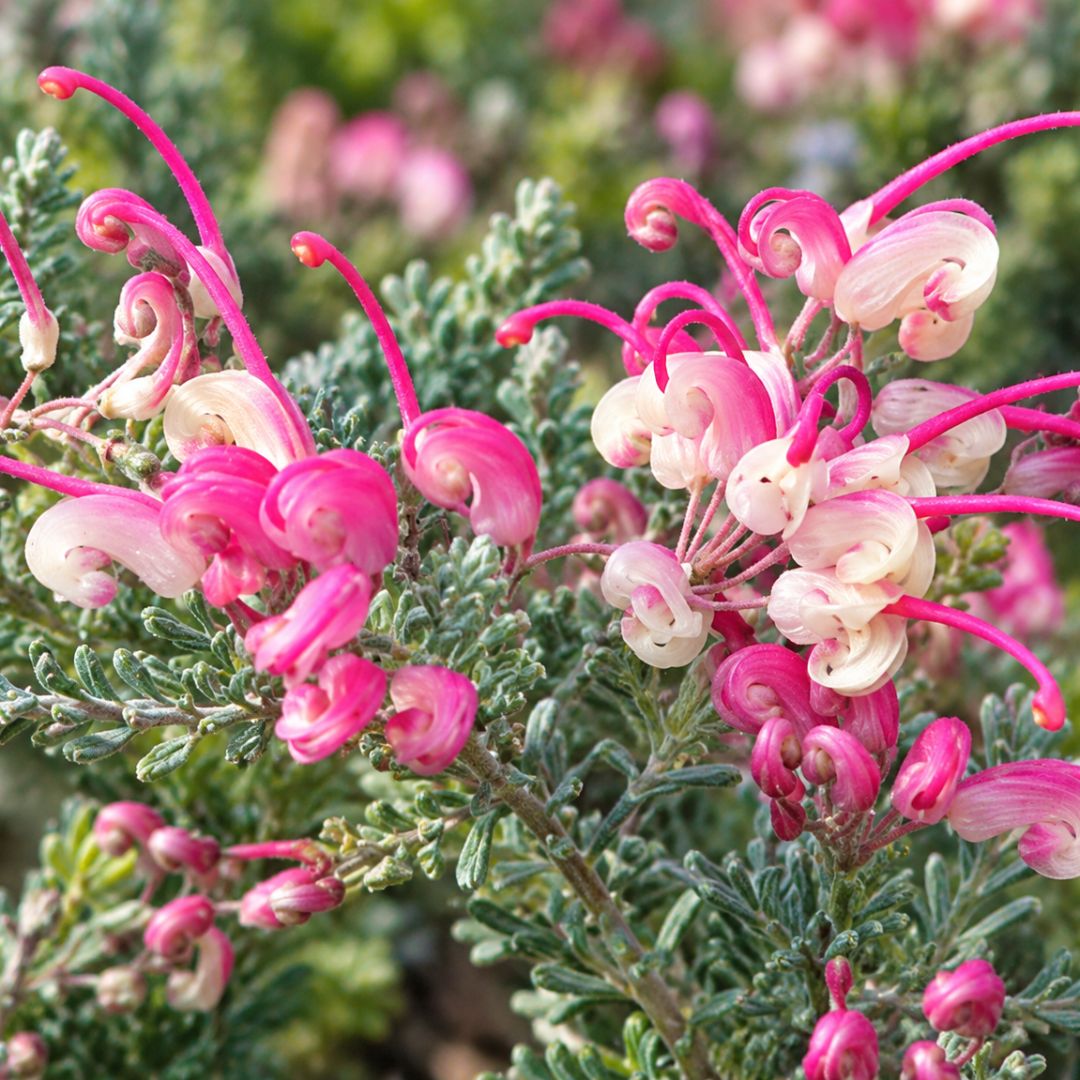 Grevillea Dwarf Greenscape 140mm