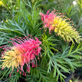Grevillea Loopy Lou 140mm